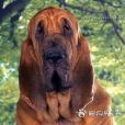 尋血獵犬(尋血犬)