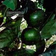 Citrus aurantifolia