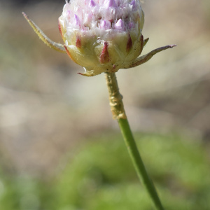 Armeria ruscinonensis