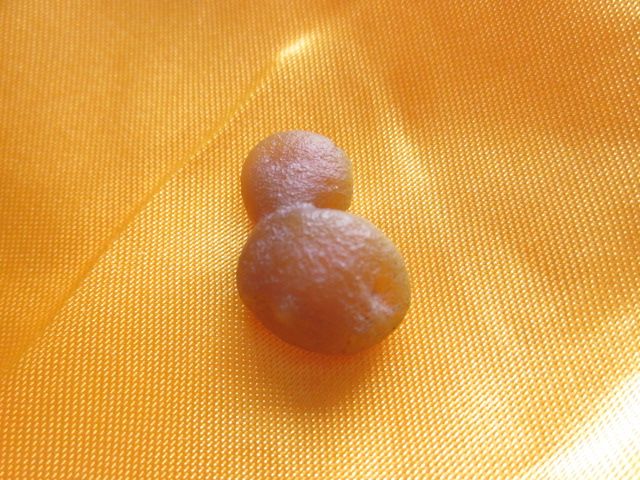 曇穎 曇穎
