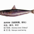 脂眼鯡 脂眼鯡