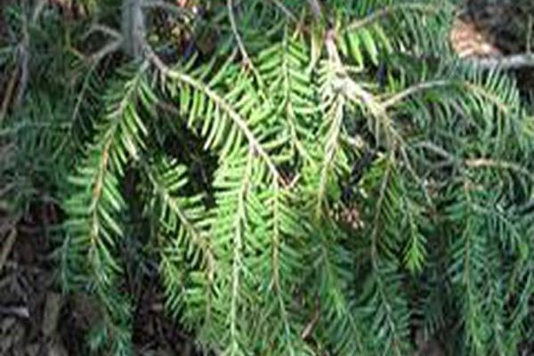 Tsuga canadensis \x27Cole\x27s Prostrate\x27
