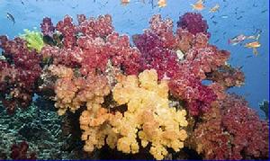 珊瑚礁大量死亡