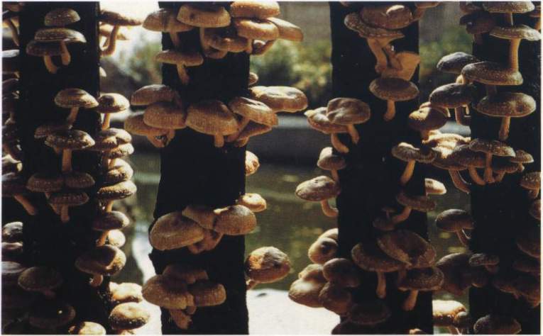 香菇段木栽培