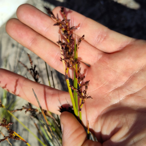 Lepidosperma calcicola