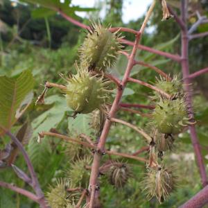 蓖麻(Ricinus communis) 蓖麻(Ricinus communis)