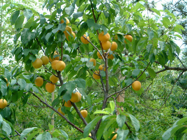 杏樹