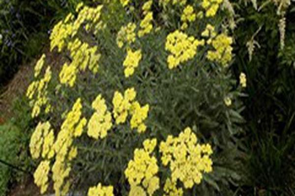 Achillea \x27Anblo\x27 ANTHEA