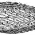 西寶舌鰨