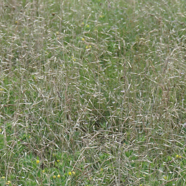 Ventenata dubia