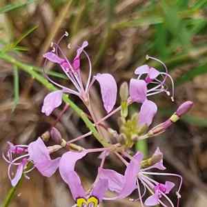 Cleome maculata