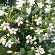 聚花海桐 聚花海桐