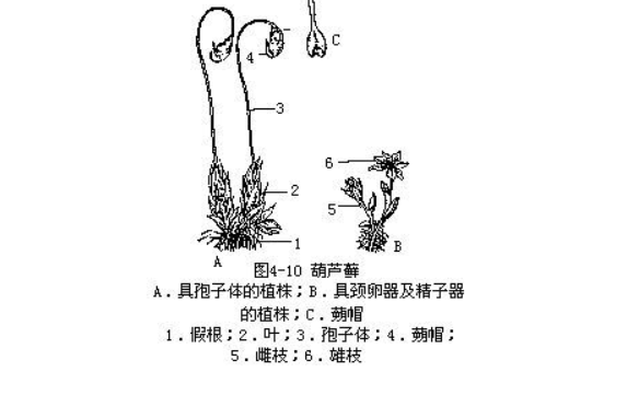 葫蘆蘚屬 葫蘆蘚屬