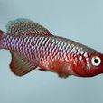 紅粉佳人魚 紅粉佳人魚