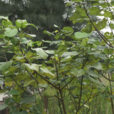 黃槿(錦葵目錦葵科植物)
