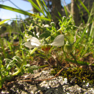 Blumenbachia catharinensis