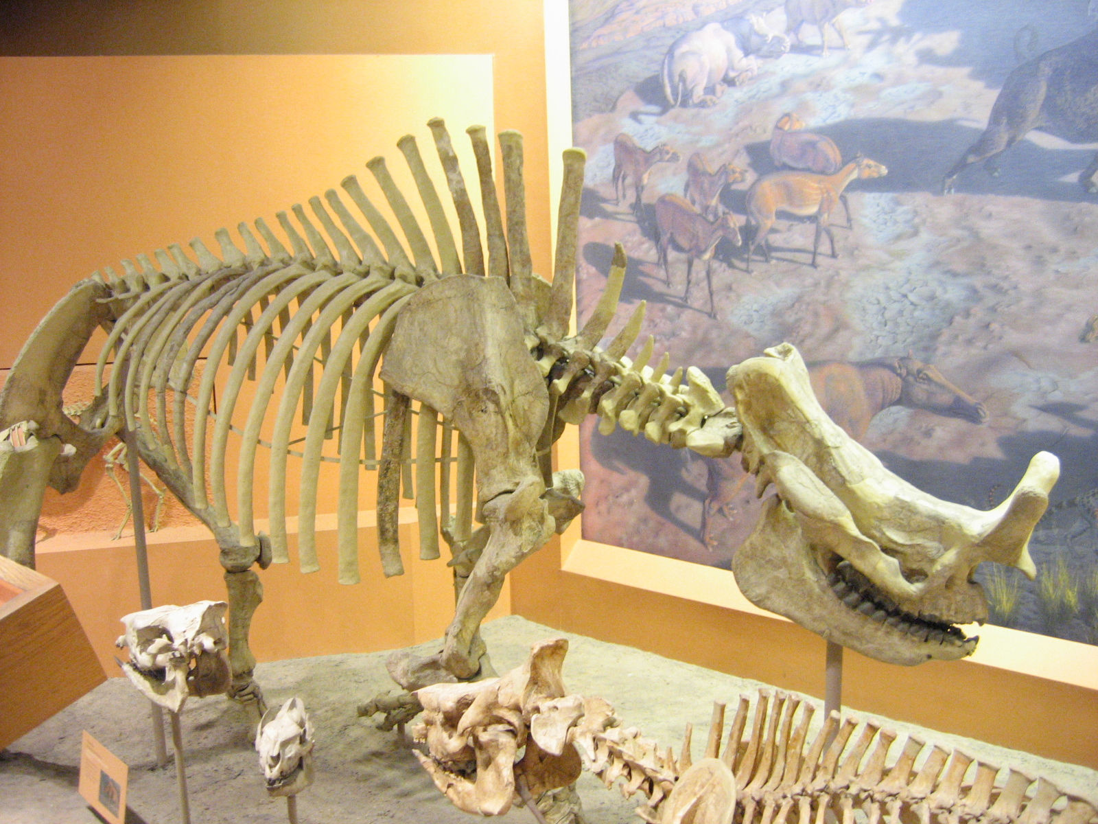 在美國國家自然歷史博物館的王雷獸骨骼。