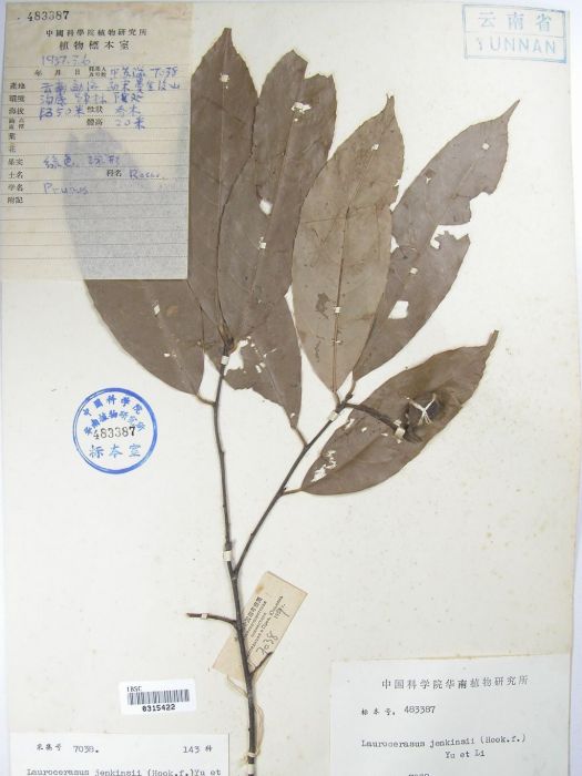 堅核桂櫻 堅核桂櫻