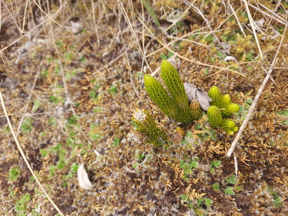 Phlegmariurus stephani