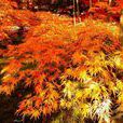 紅羽毛楓 紅羽毛楓
