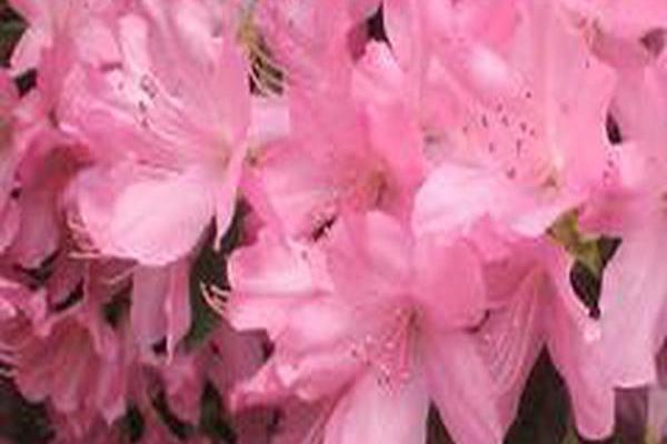 Rhododendron \x27Dr. H. R. Schroeder\x27