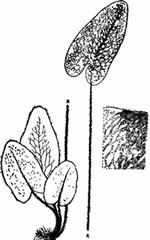澤瀉蕨屬