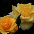 金香檳(薔薇屬月季栽培品種) 金香檳(薔薇屬月季栽培品種)