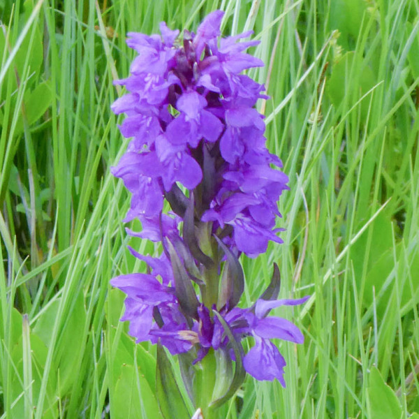 Dactylorhiza cordigera