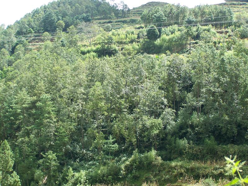 田基村自然村經濟林