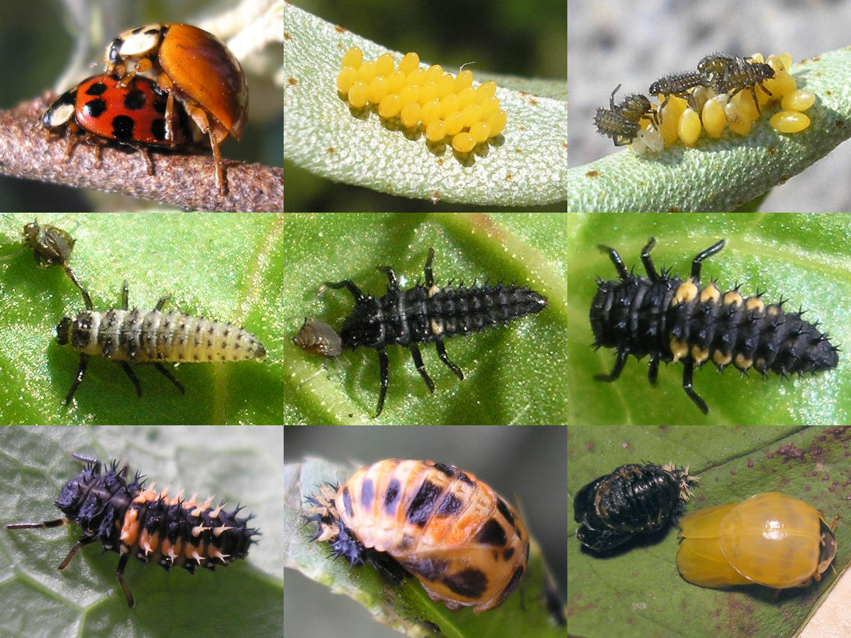 異色瓢蟲不同發育階段的典型形態