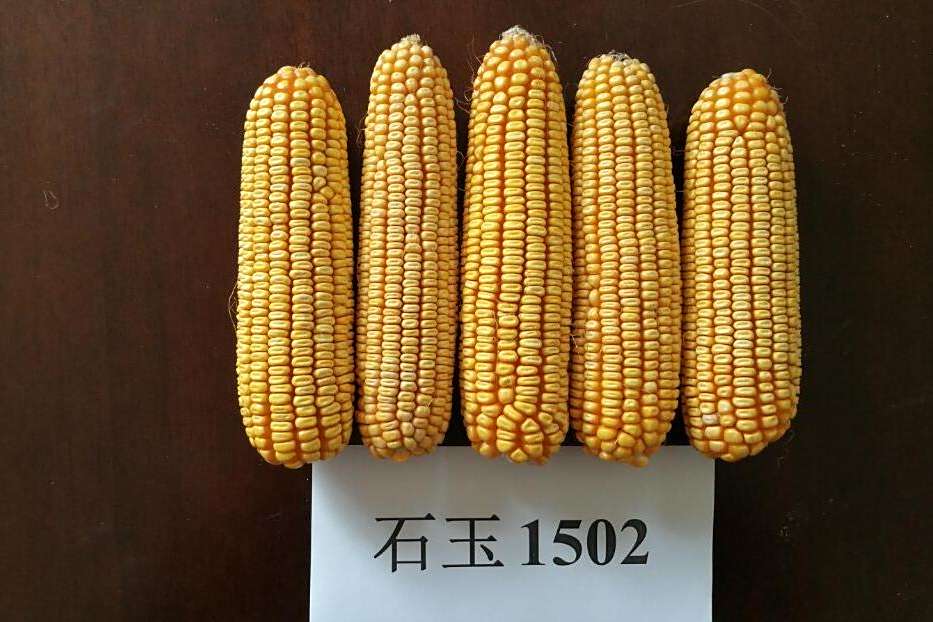 德豐C919 德豐C919