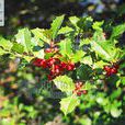 冬青科