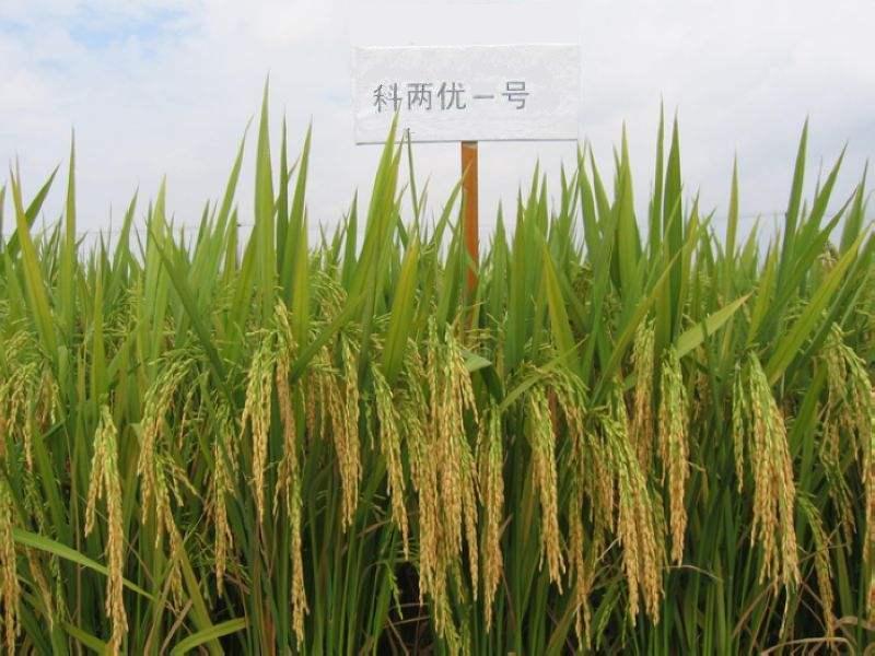 科兩優1號 科兩優1號