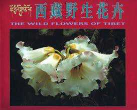 西藏野生花卉