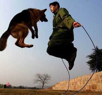 軍犬訓練跳繩