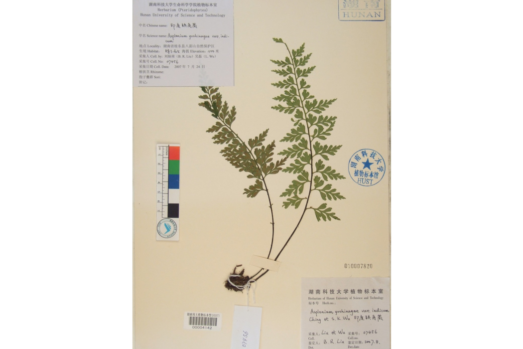 印度鐵角蕨 印度鐵角蕨