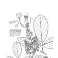 單耳密花豆 單耳密花豆