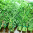 四川牛奶菜 四川牛奶菜
