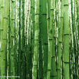 蒼山淡竹 蒼山淡竹