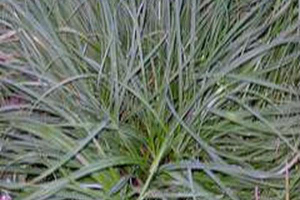 Carex flacca \x27Blue Zinger\x27
