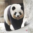 大熊貓雅莉 大熊貓雅莉