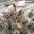 阿丁楓 阿丁楓