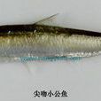 尖吻小公魚 尖吻小公魚
