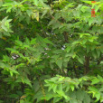 桂野桐 桂野桐