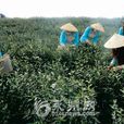 藍山苦茶 藍山苦茶