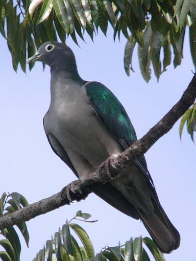 白眼皇鳩 白眼皇鳩