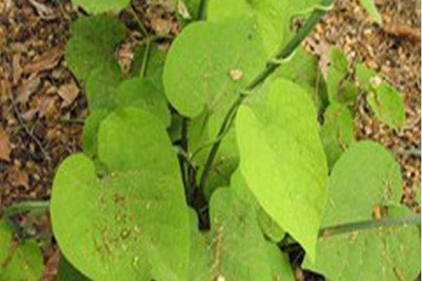 Aristolochia manshuriensis Aristolochia manshuriensis