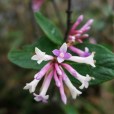 北江蕘花 北江蕘花