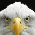 鷹眼攝像頭監控錄像軟體