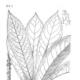 倒披針葉山礬 倒披針葉山礬
